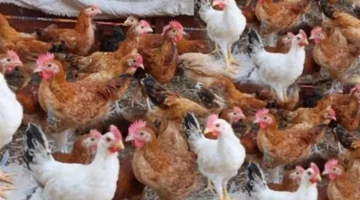 تحديثات جوهرية.. أسعار الدواجن اليوم الأحد 8 فبراير في البورصة والأسواق الشعبية